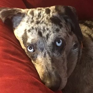 Meet your Posher, Robben